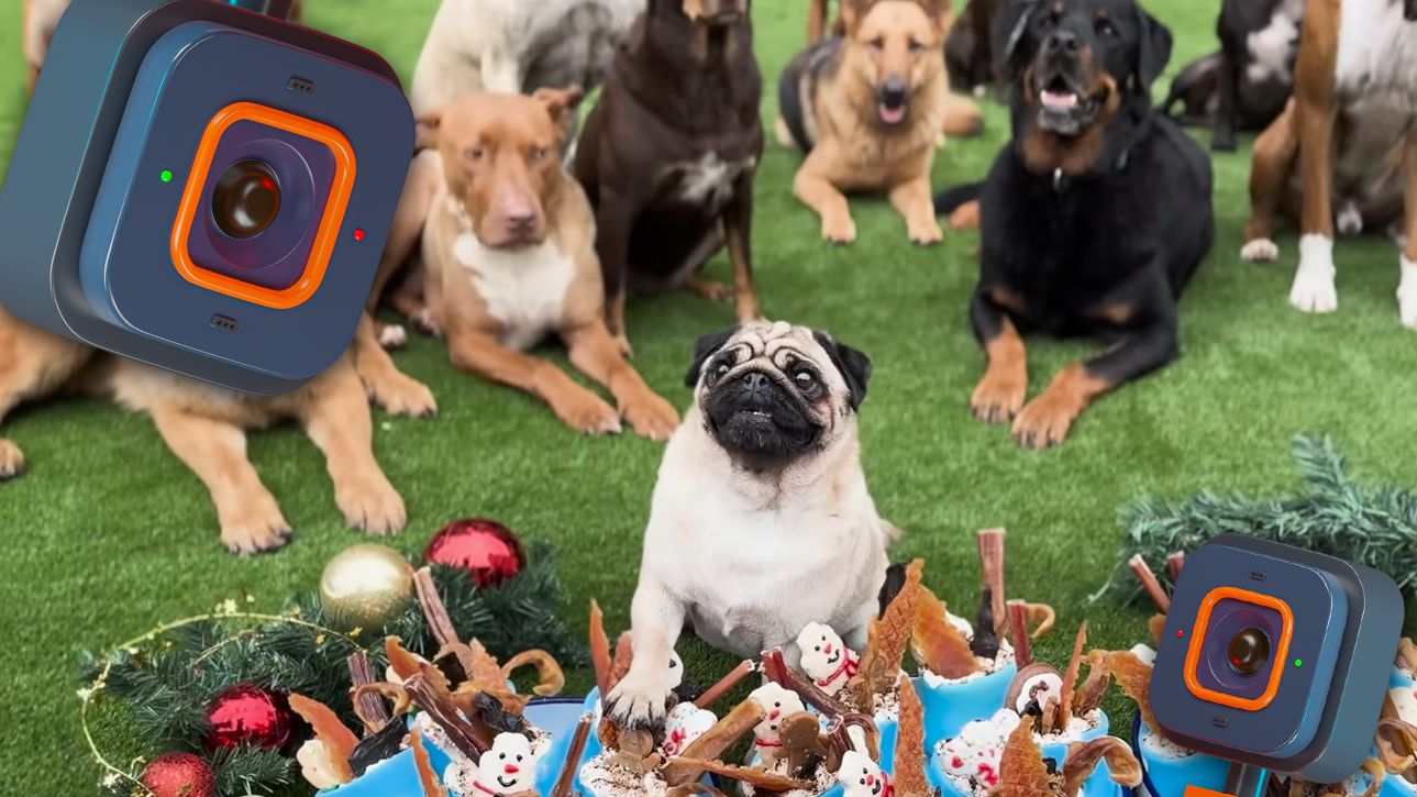 IpLiveCams is your gateway to an ever-changing panorama of life in motion