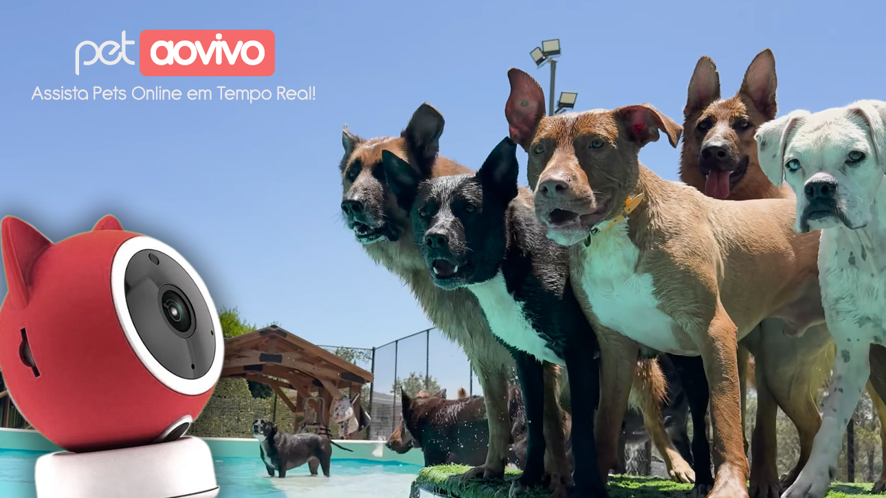 Assista Pets Online em Tempo Real!